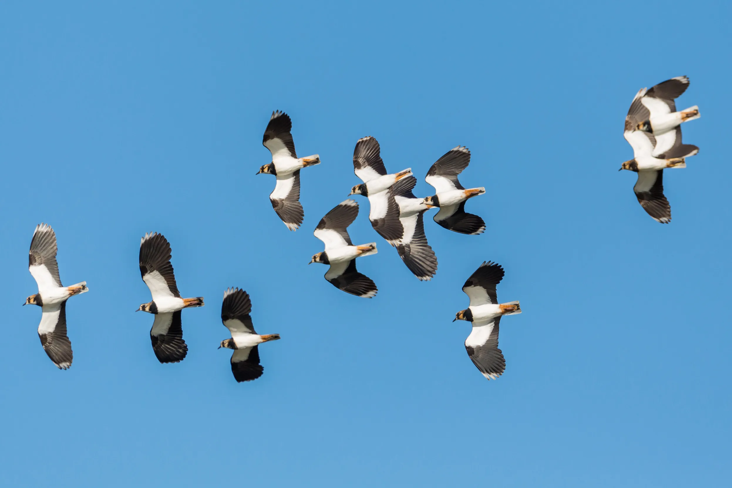 Lapwing flying